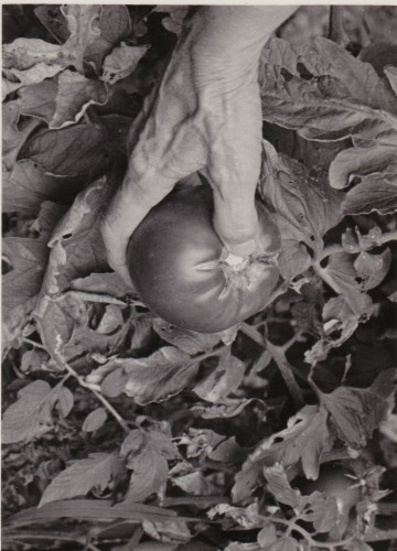 Edith Roberts Luck in her garden with the fruit of her labor, circa 1980s?