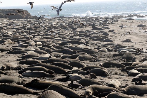 "Breeding colony of Mirounga angustirostris"[elephant seals] by Brocken Inaglory - Own work. Licensed under GFDL via Commons - https://commons.wikimedia.org/wiki/File:Breeding_colony_of_Mirounga_angustirostris.jpg#/media/File:Breeding_colony_of_Mirounga_angustirostris.jpg
